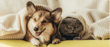 A Guide to the 9 Best Pet Insurance Companies
